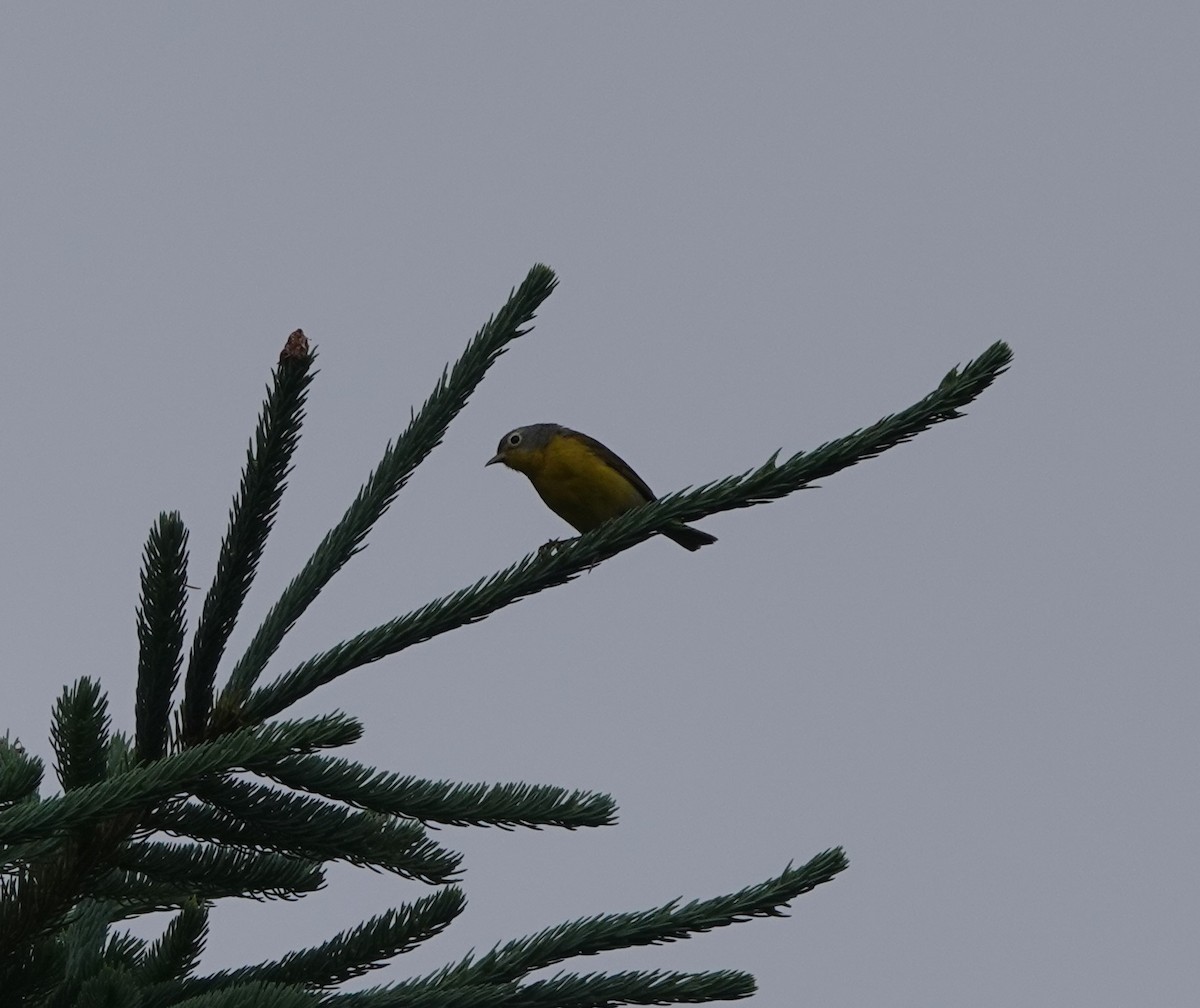 Nashville Warbler - ML245508311