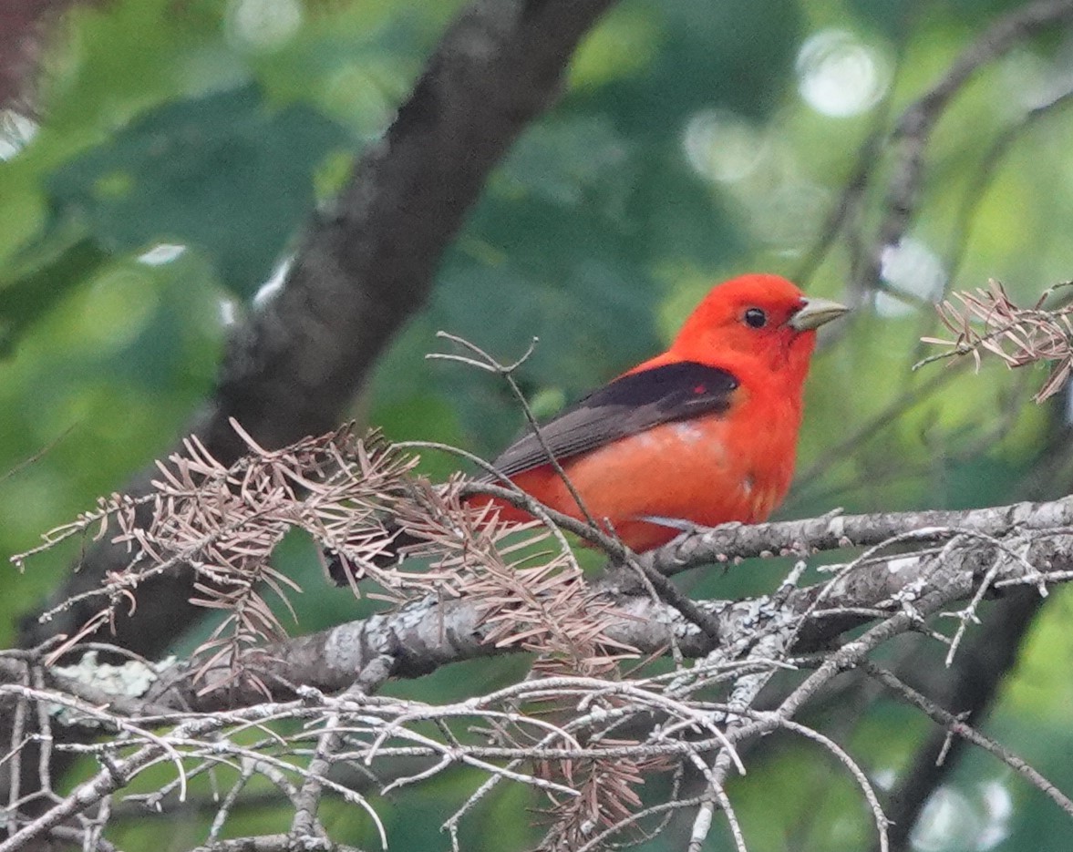 Scarlet Tanager - ML245508741