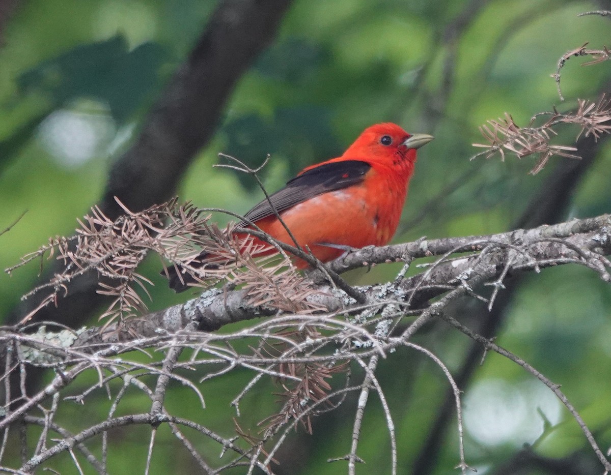 Scarlet Tanager - ML245508791