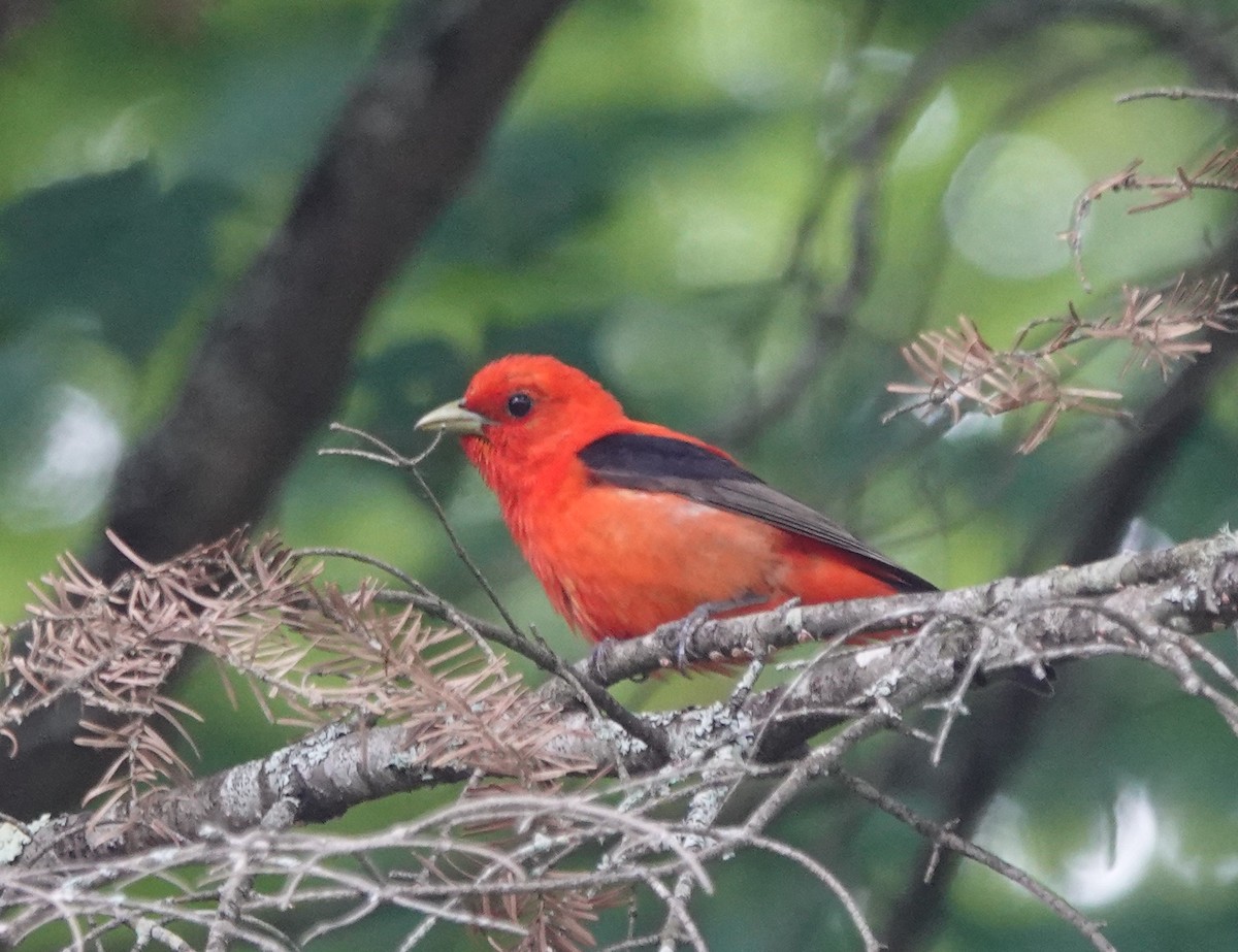 Scarlet Tanager - ML245508811