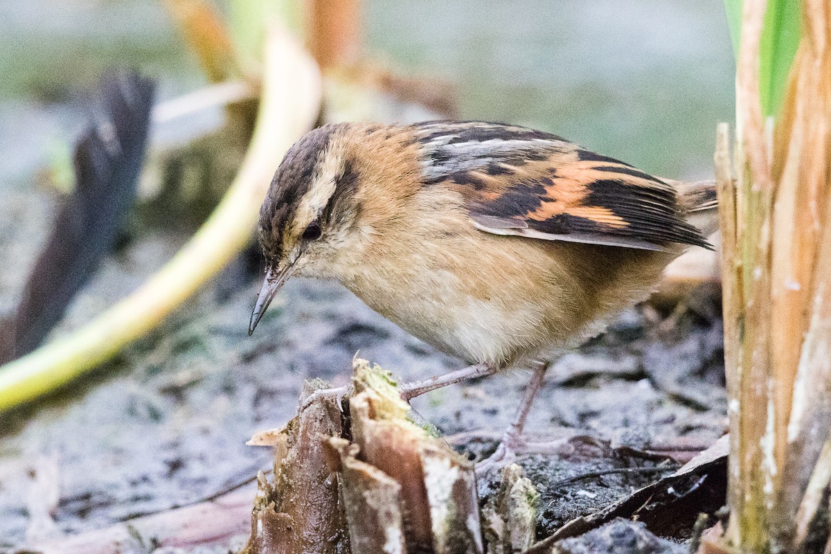 Wren-like Rushbird - Garrett Lau