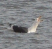 Great Black-backed Gull - Cole Tiemann