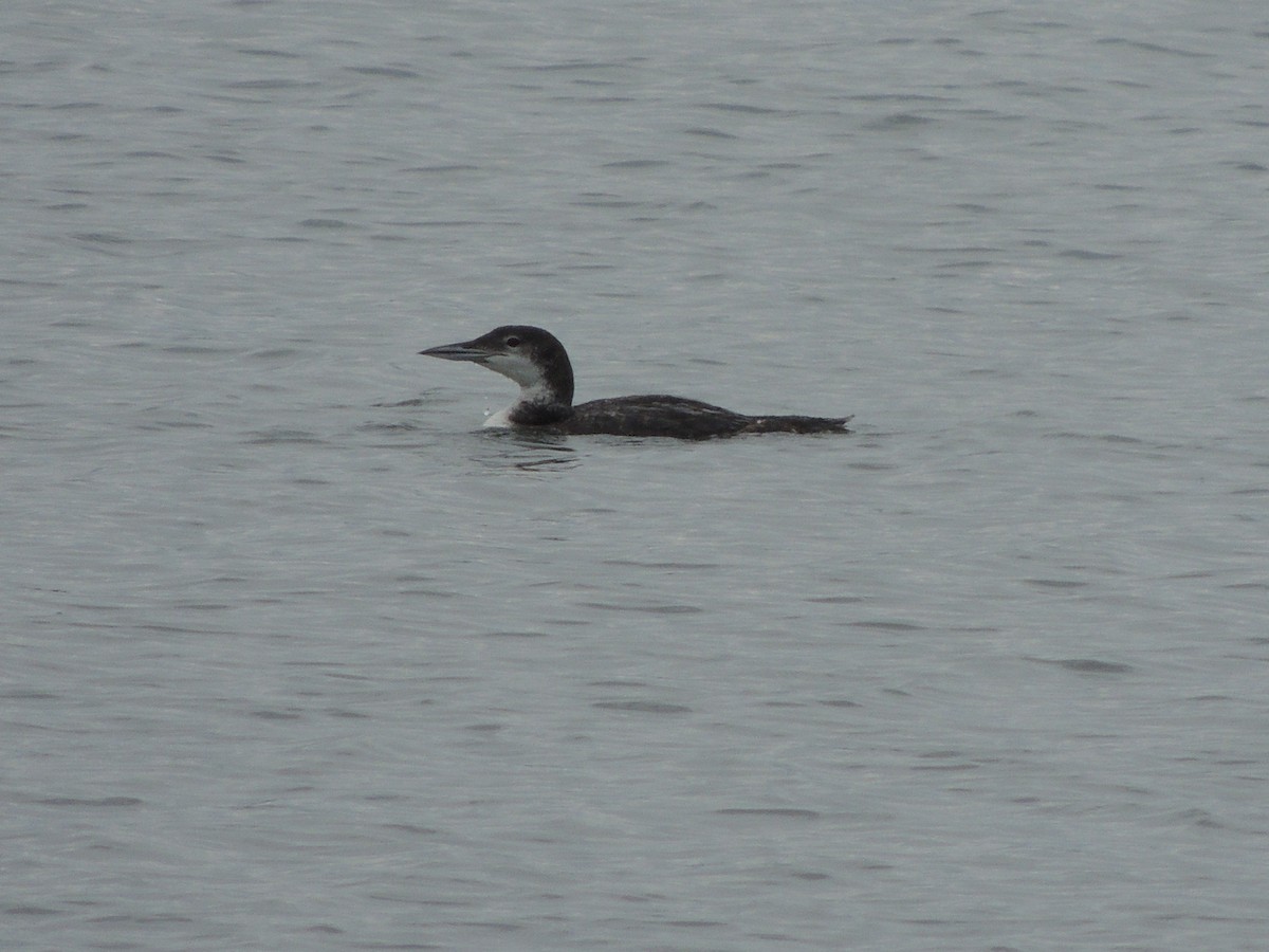 Common Loon - ML245510961