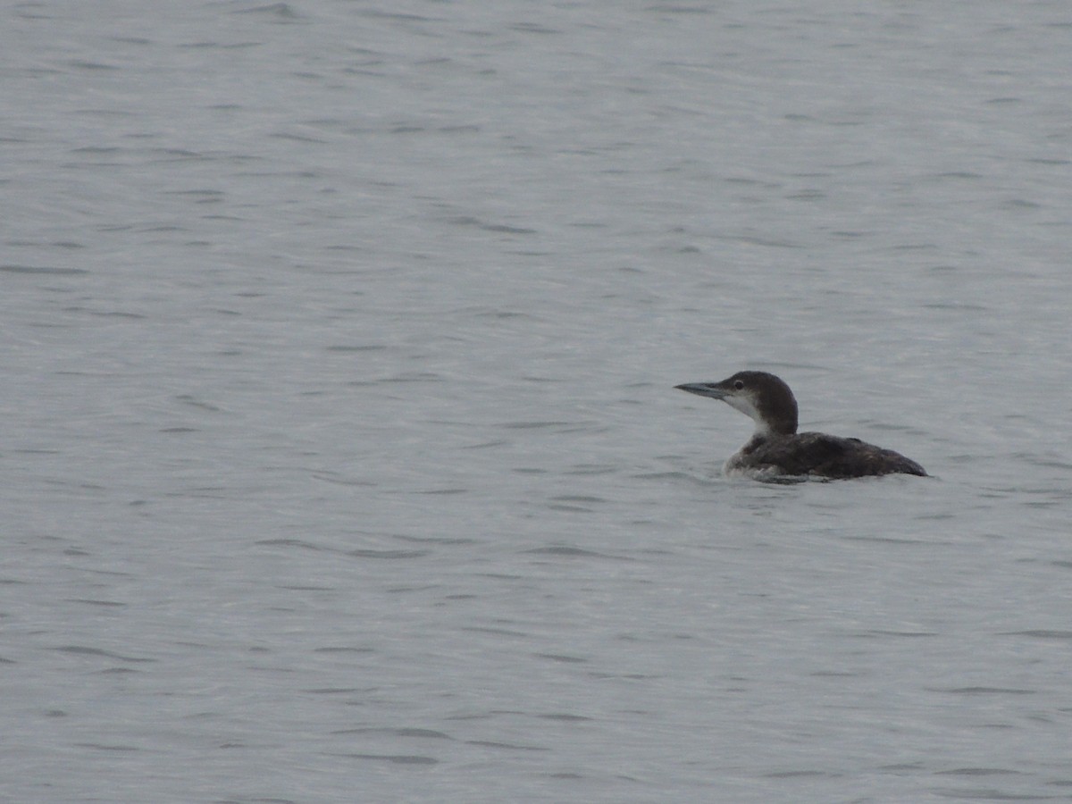 Common Loon - ML245510971