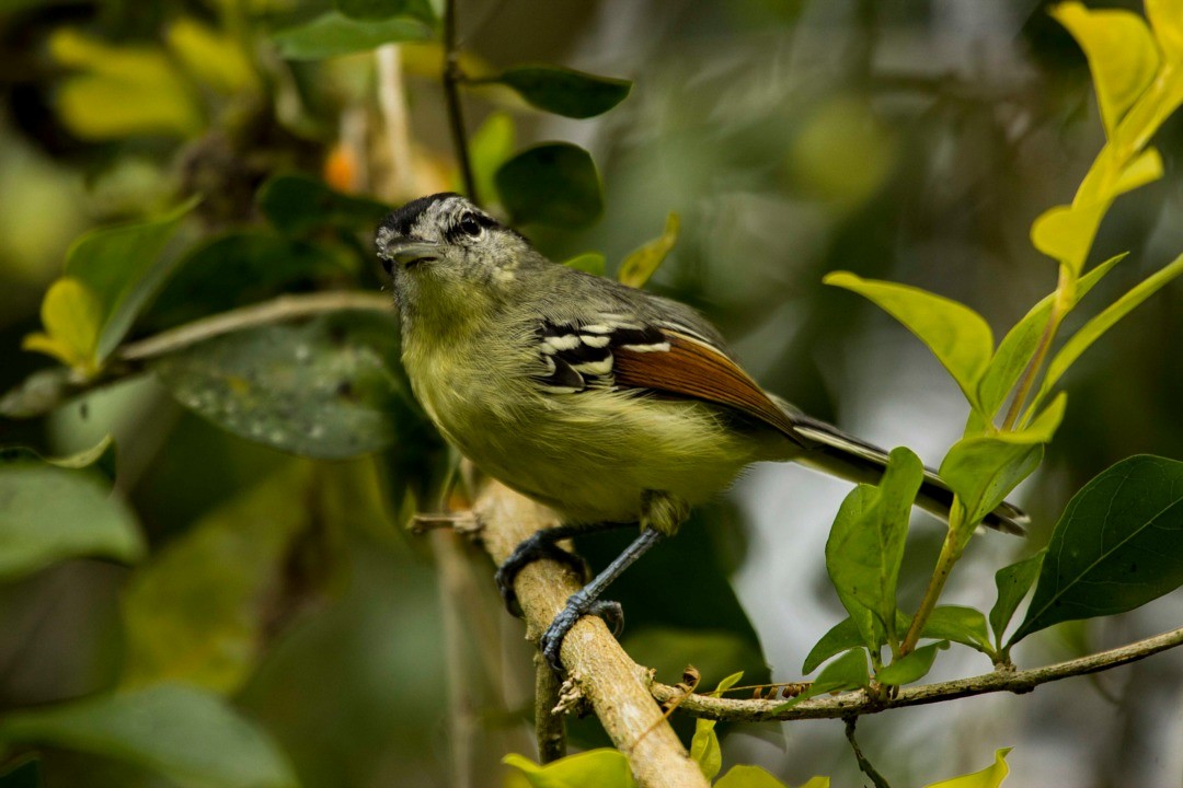 Rufous-margined Antwren - Claudio SOUZA