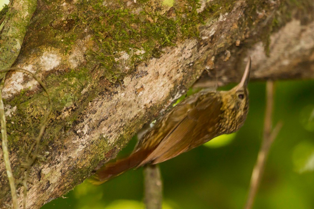 Lesser Woodcreeper - ML245511461