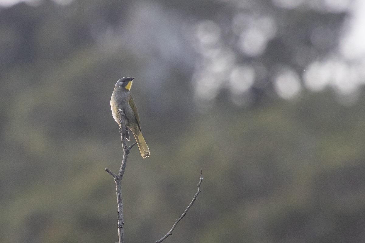 Yellow-throated Honeyeater - ML245513191