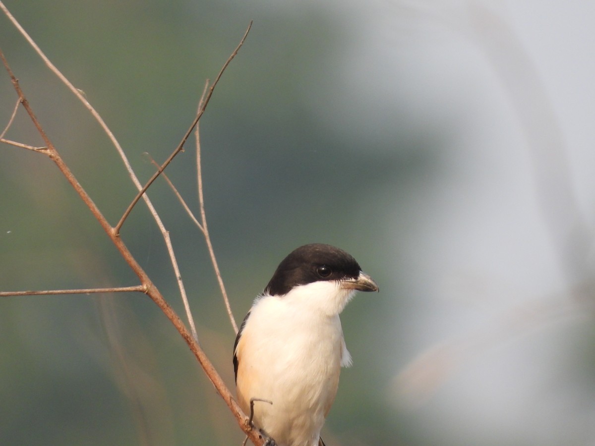 Long-tailed Shrike (tricolor/longicaudatus) - Sannidhya De