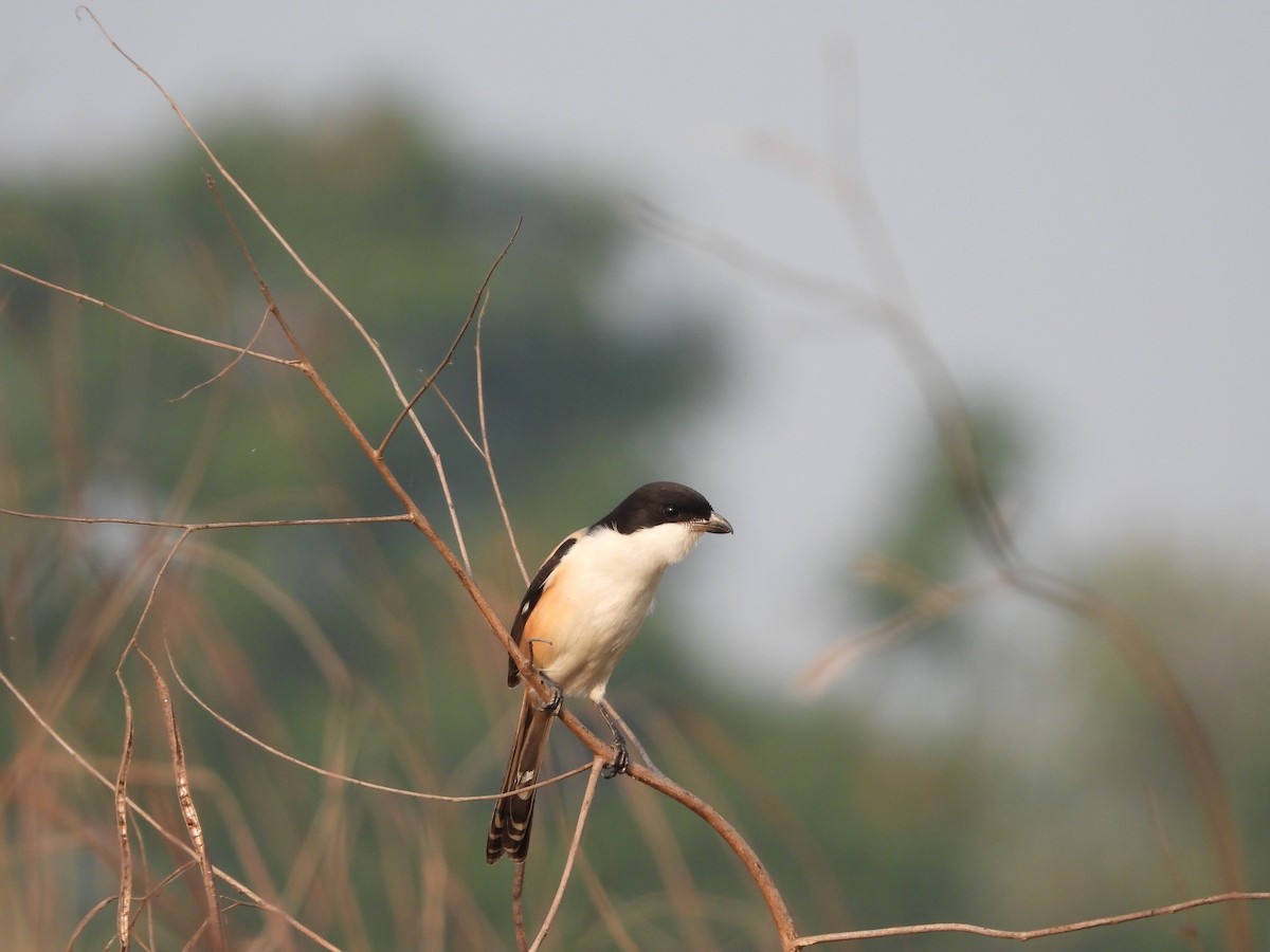 Long-tailed Shrike (tricolor/longicaudatus) - ML245513921