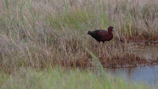 Glossy Ibis - ML245514911