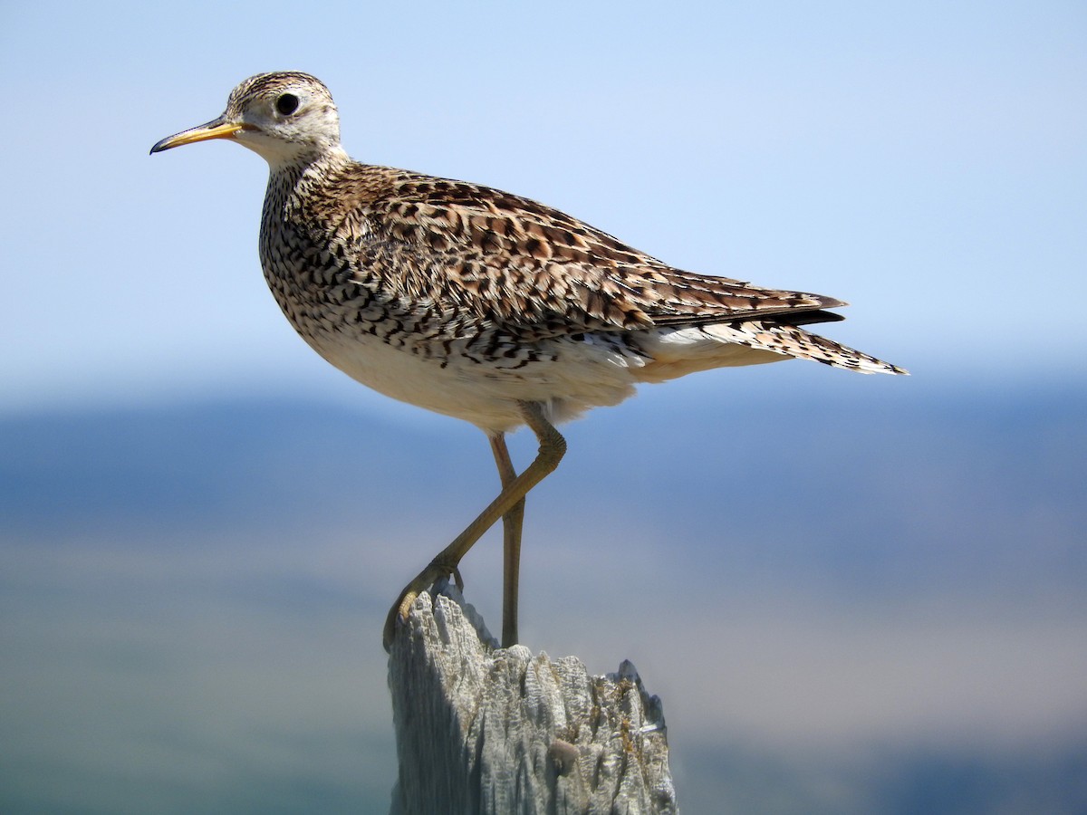 Upland Sandpiper - Diane Thomas