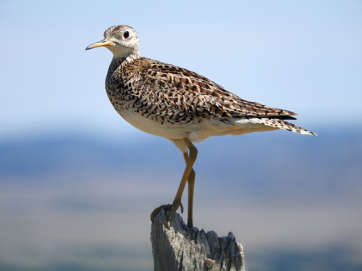 Upland Sandpiper - Diane Thomas