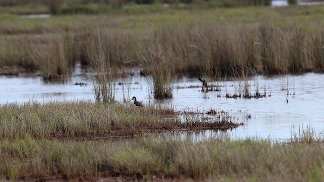 Schwarznacken-Stelzenläufer (mexicanus) - ML245515421