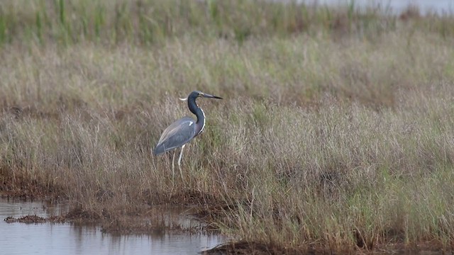 Tricolored Heron - ML245515461