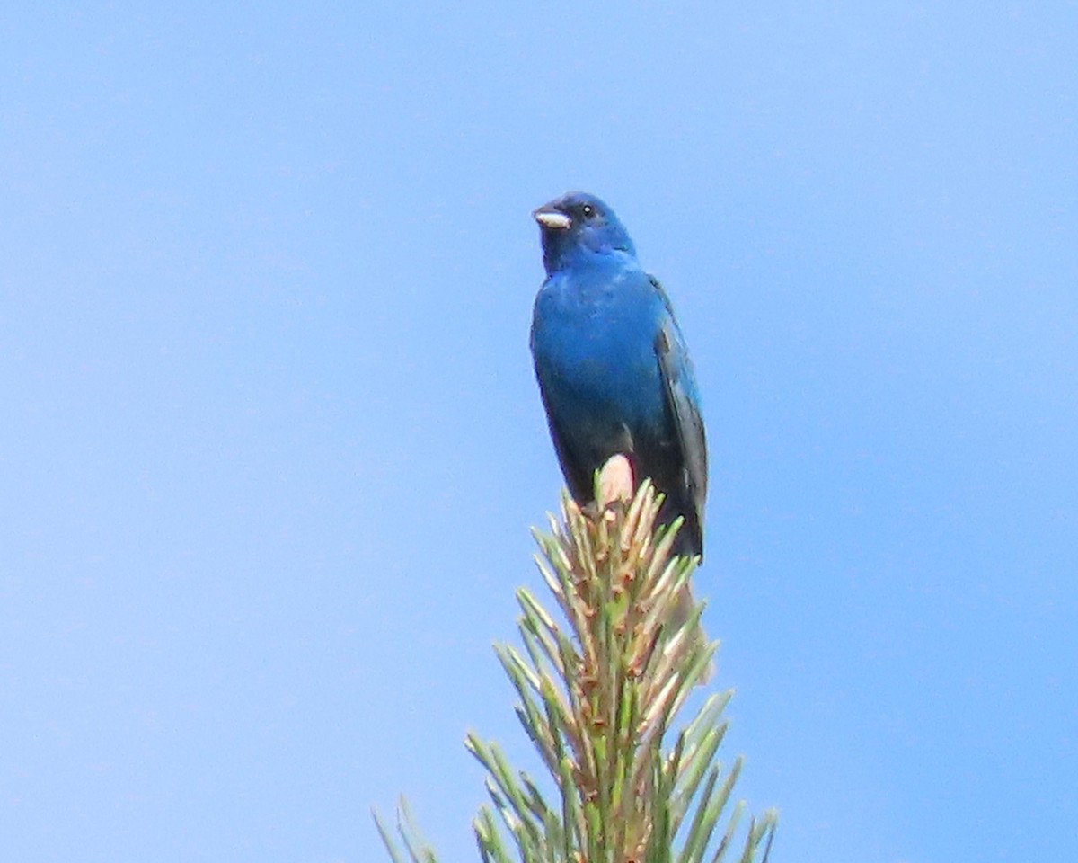 Indigo Bunting - ML245515831