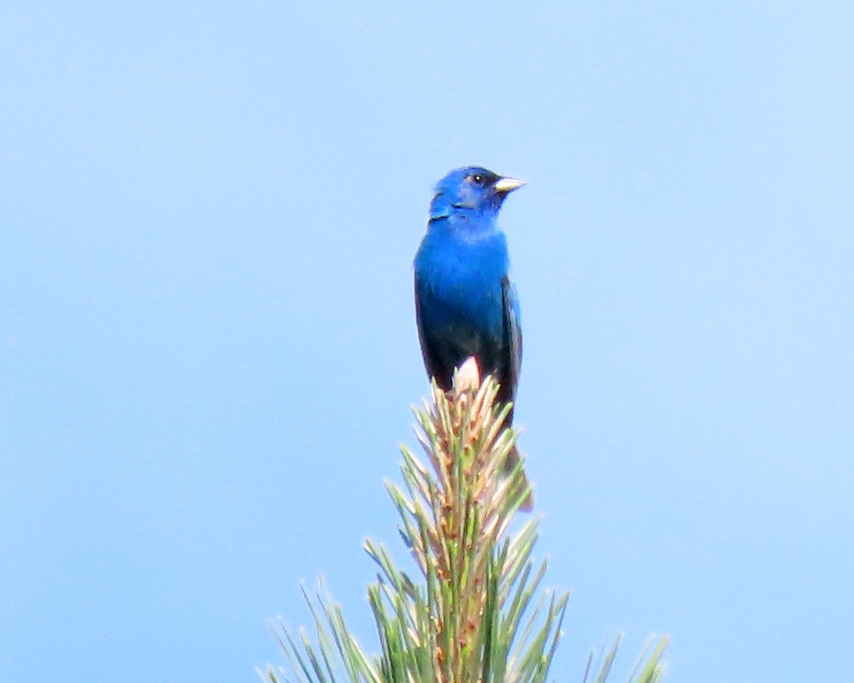 Indigo Bunting - ML245515841