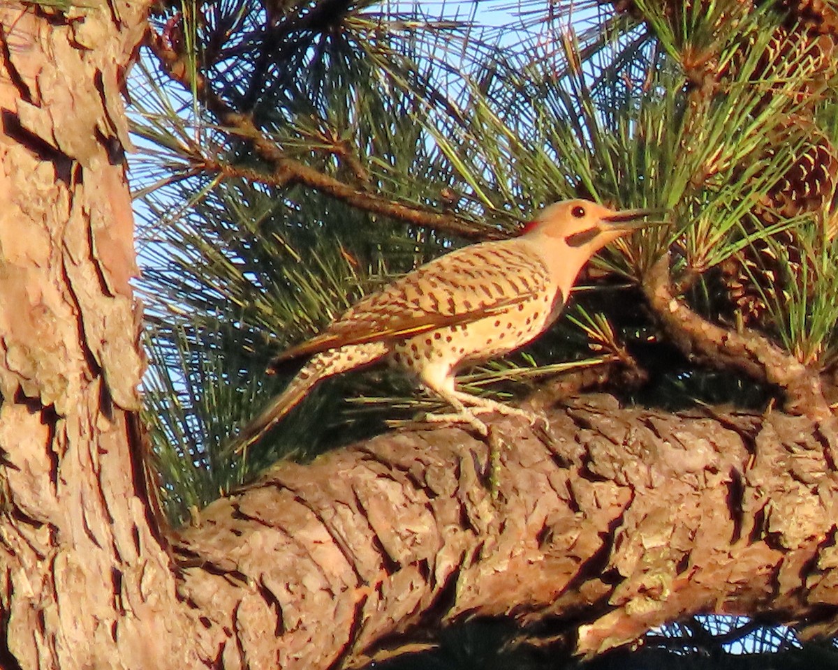 Northern Flicker - ML245516431