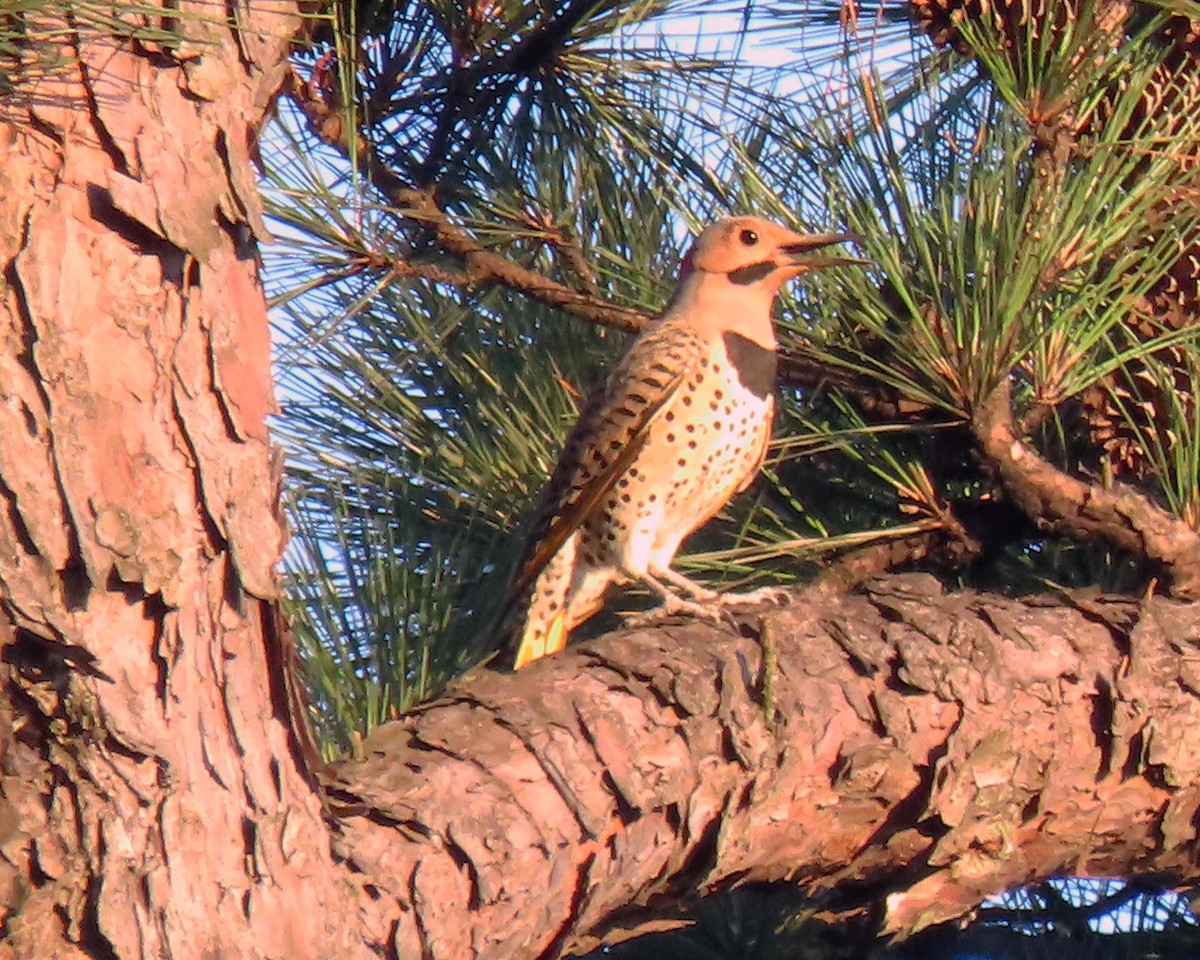 Northern Flicker - ML245516441