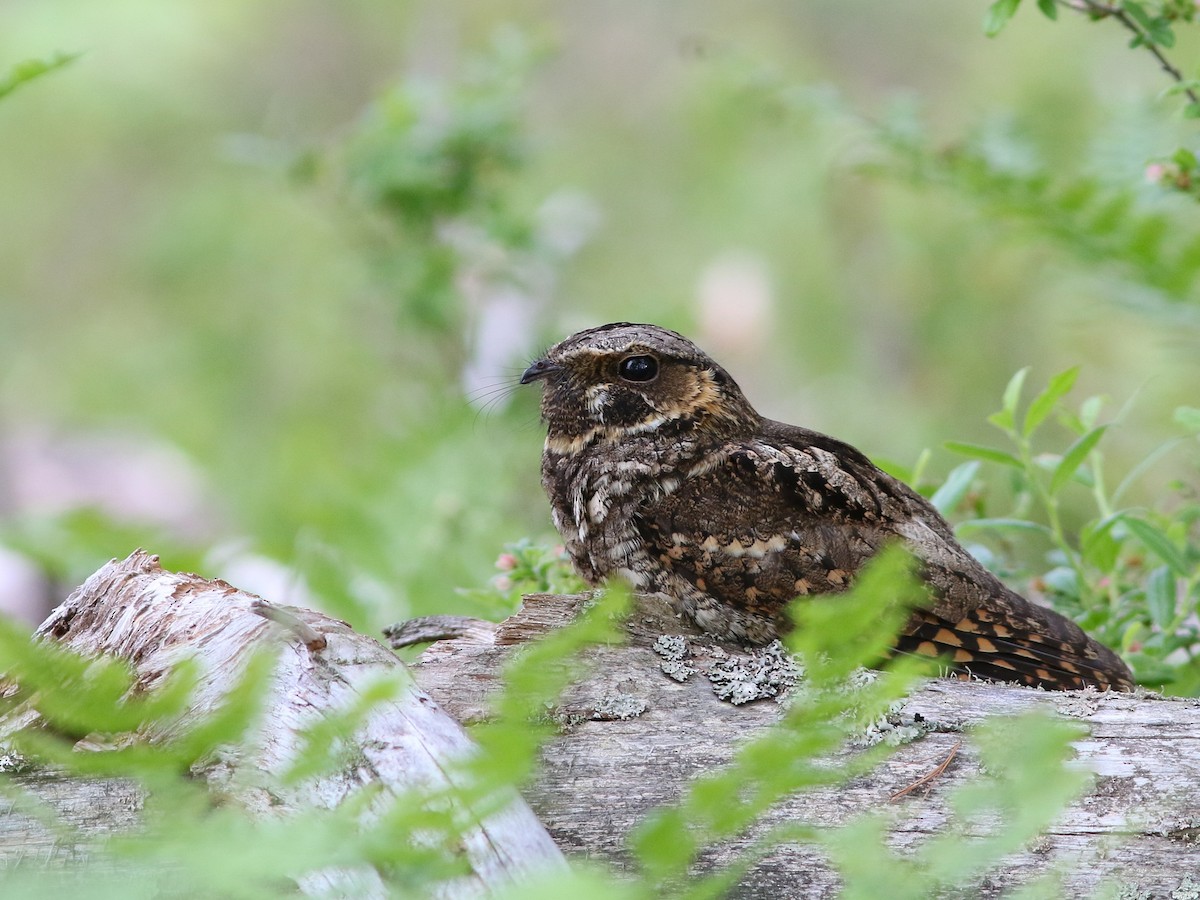 Eastern Whip-poor-will - Dominick Fenech