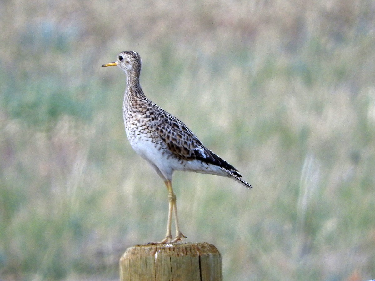 Upland Sandpiper - Diane Thomas