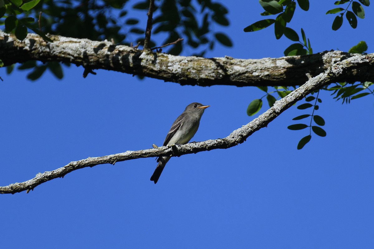 Eastern Wood-Pewee - terence zahner