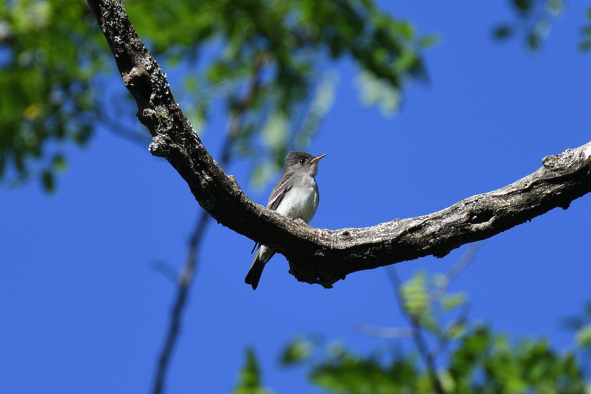 Eastern Wood-Pewee - terence zahner