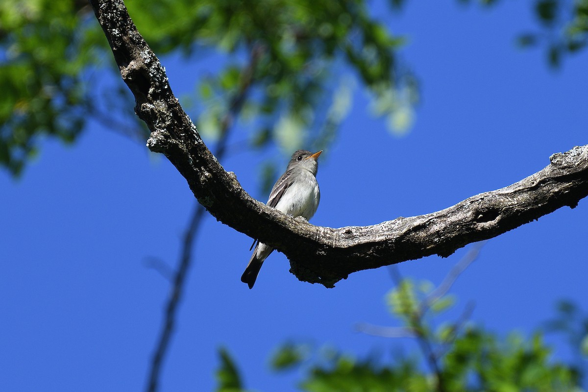 Eastern Wood-Pewee - terence zahner