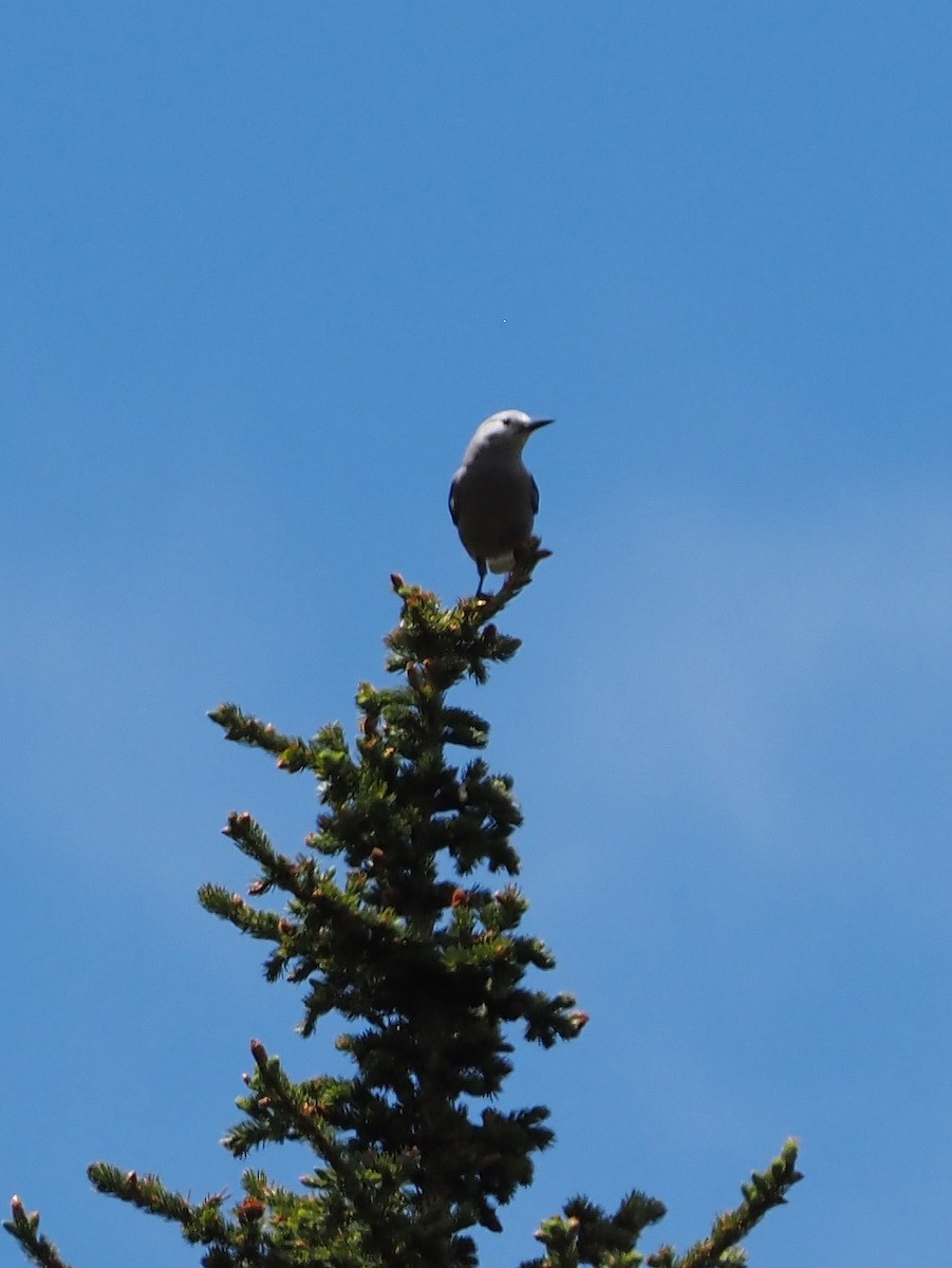 Clark's Nutcracker - ML245519781