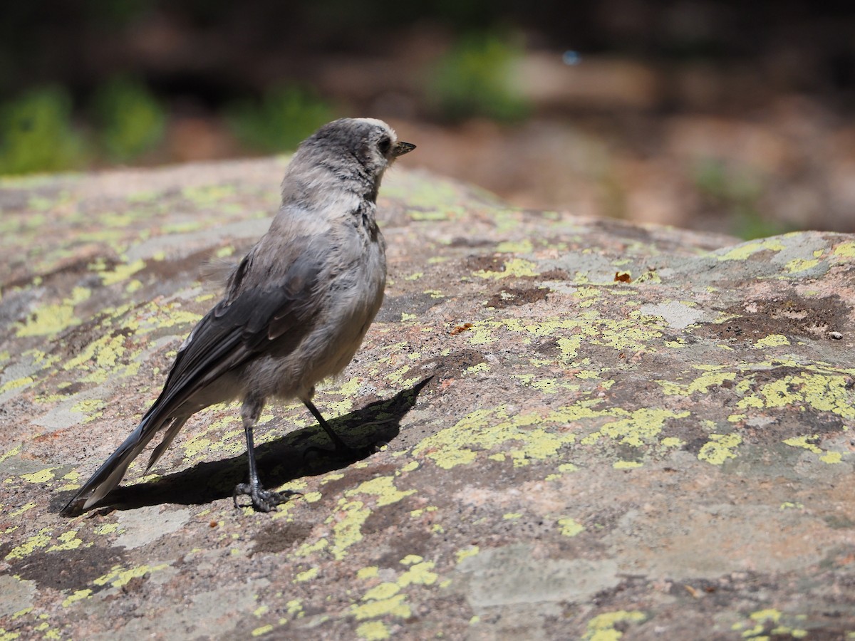 Canada Jay - ML245519791
