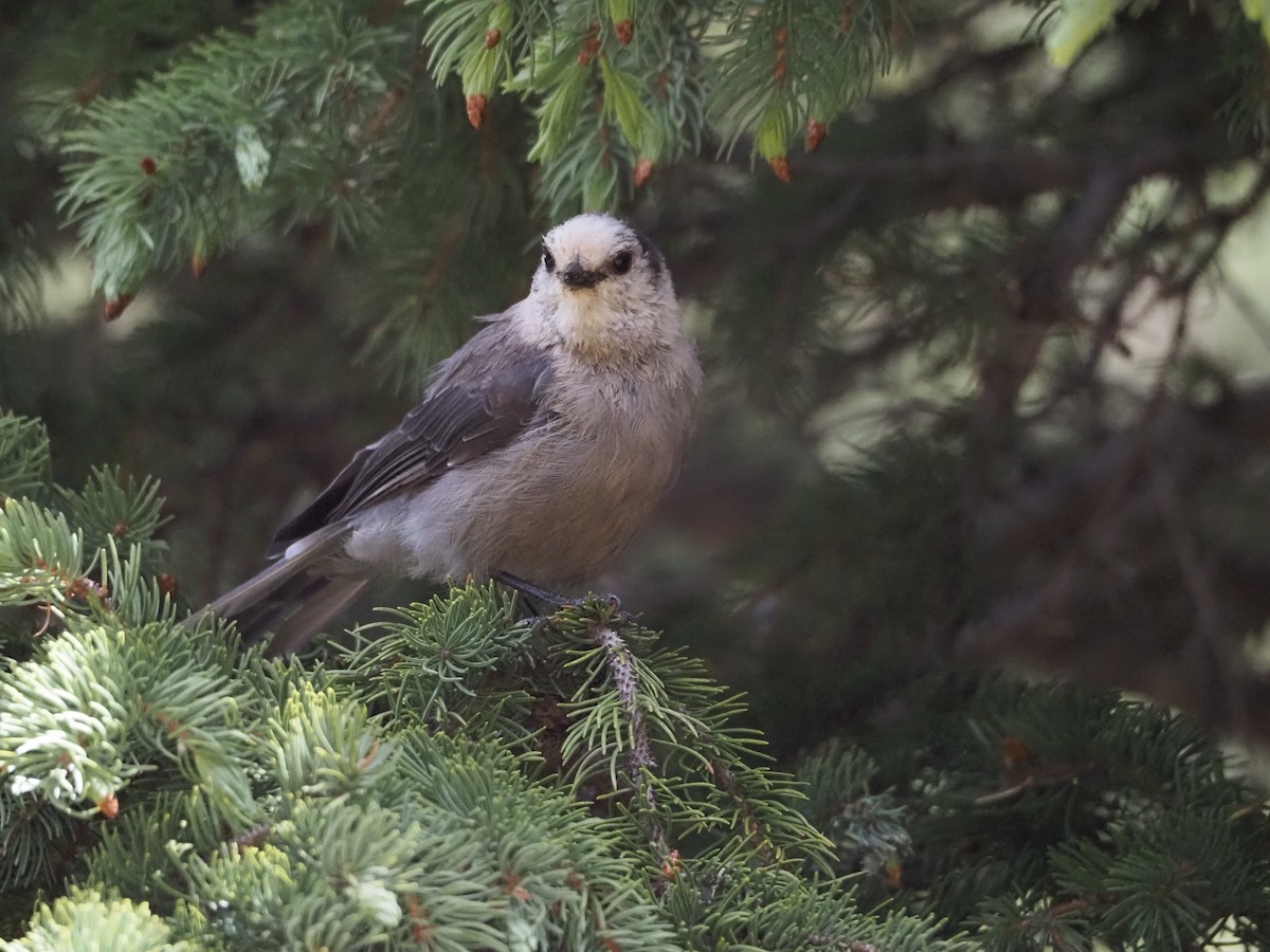 Canada Jay - ML245519831