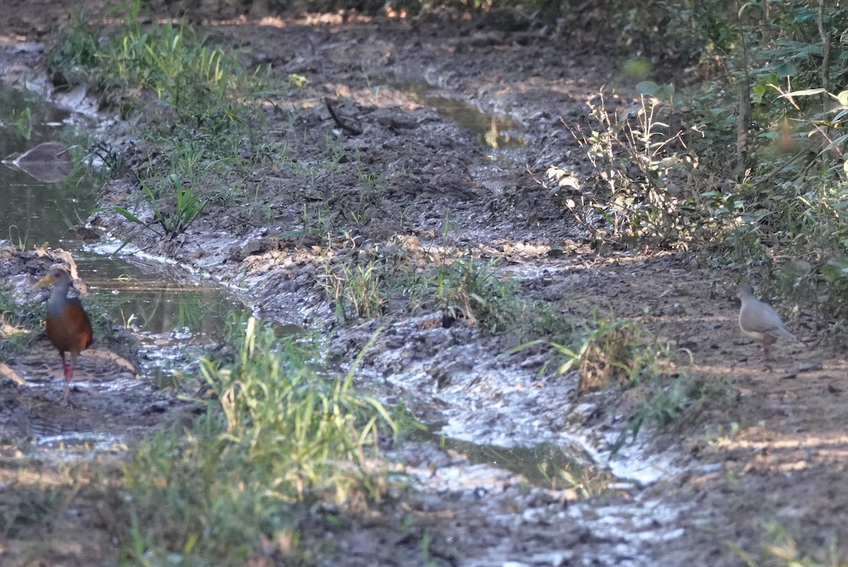 White-tipped Dove - ML245523361