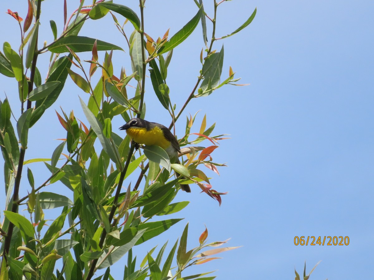 Yellow-breasted Chat - Mark Holmgren