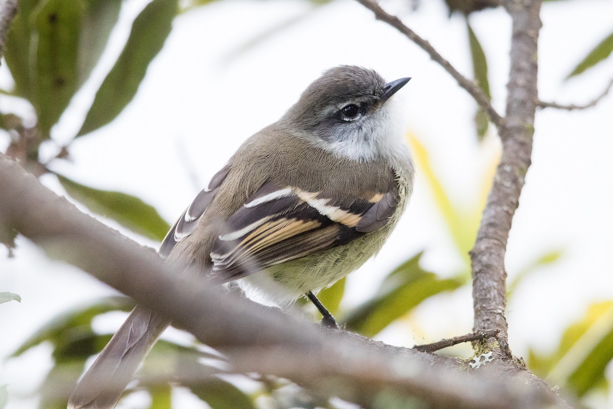 White-throated Tyrannulet - Garrett Lau