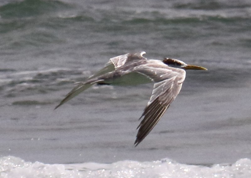 Great Crested Tern - Joseph Mancuso