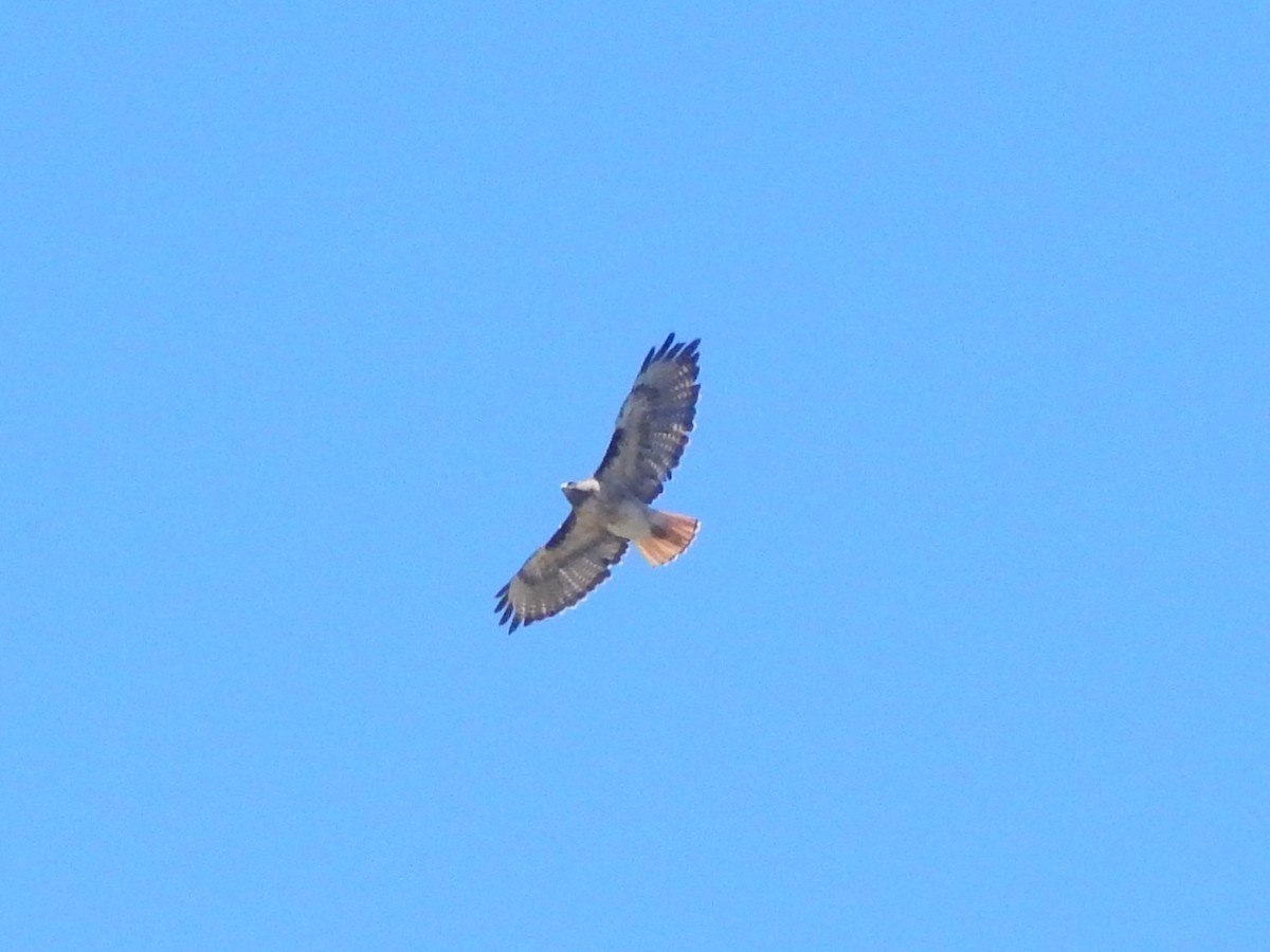 Red-tailed Hawk - ML245527831