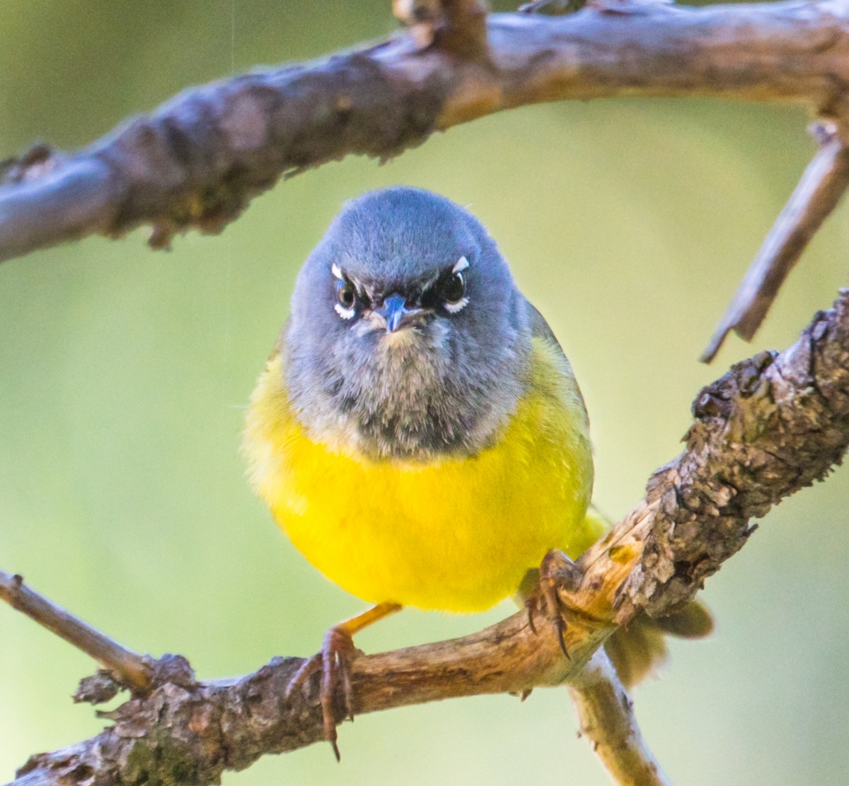 MacGillivray's Warbler - ML245528381
