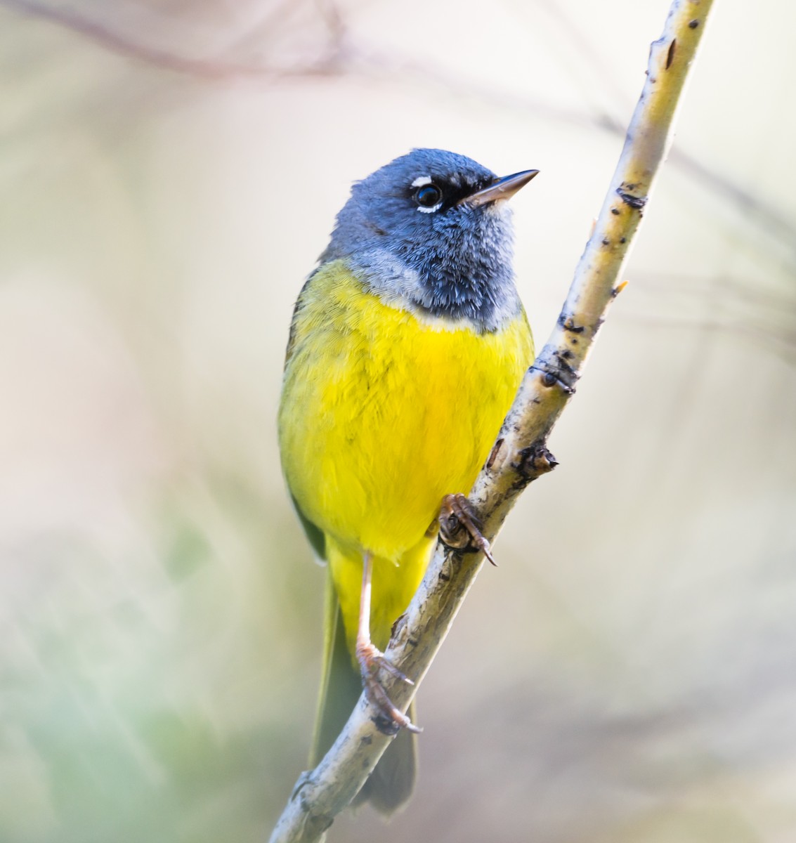 MacGillivray's Warbler - ML245528401
