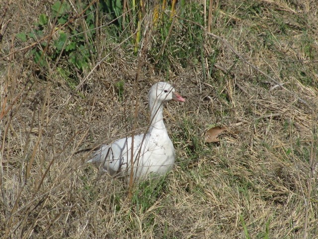 Ross's Goose - Enrique Zamora