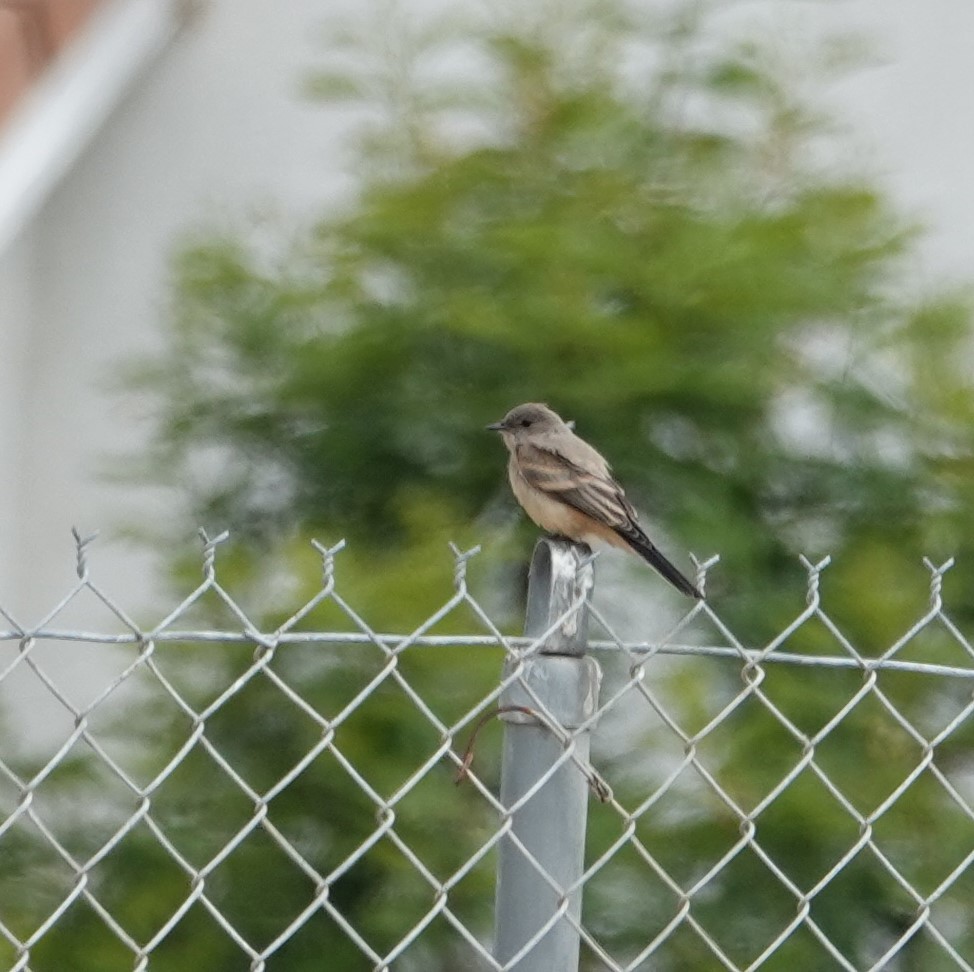 Say's Phoebe - ML245529221
