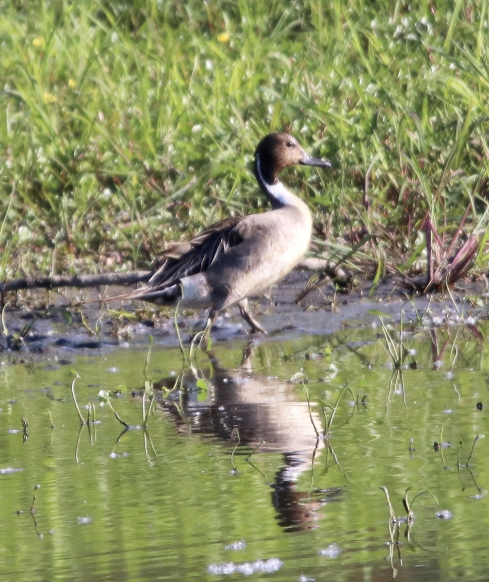 Northern Pintail - Cheryl Rosenfeld