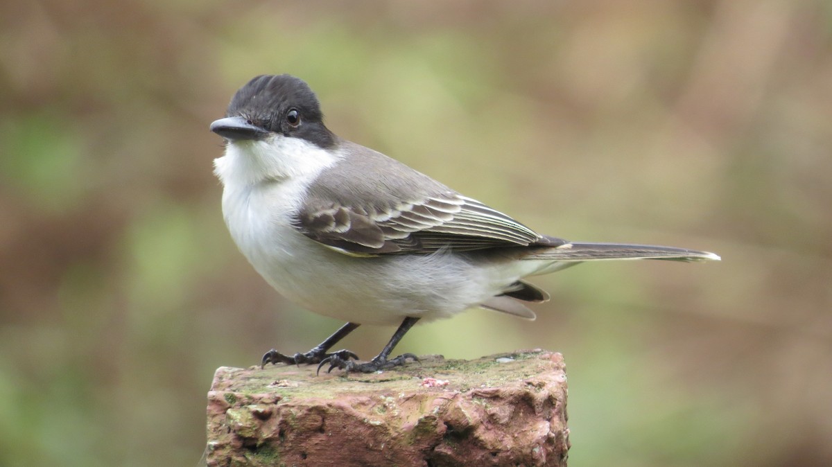 Loggerhead Kingbird - ML24552971