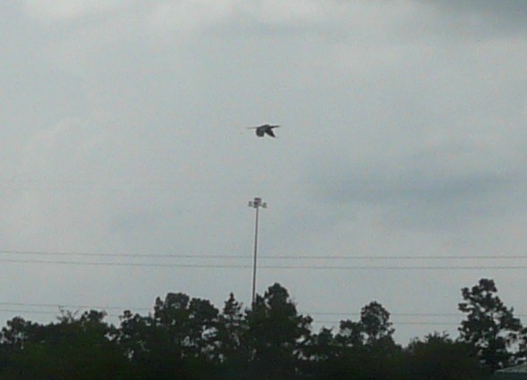 Anhinga - ML245530811