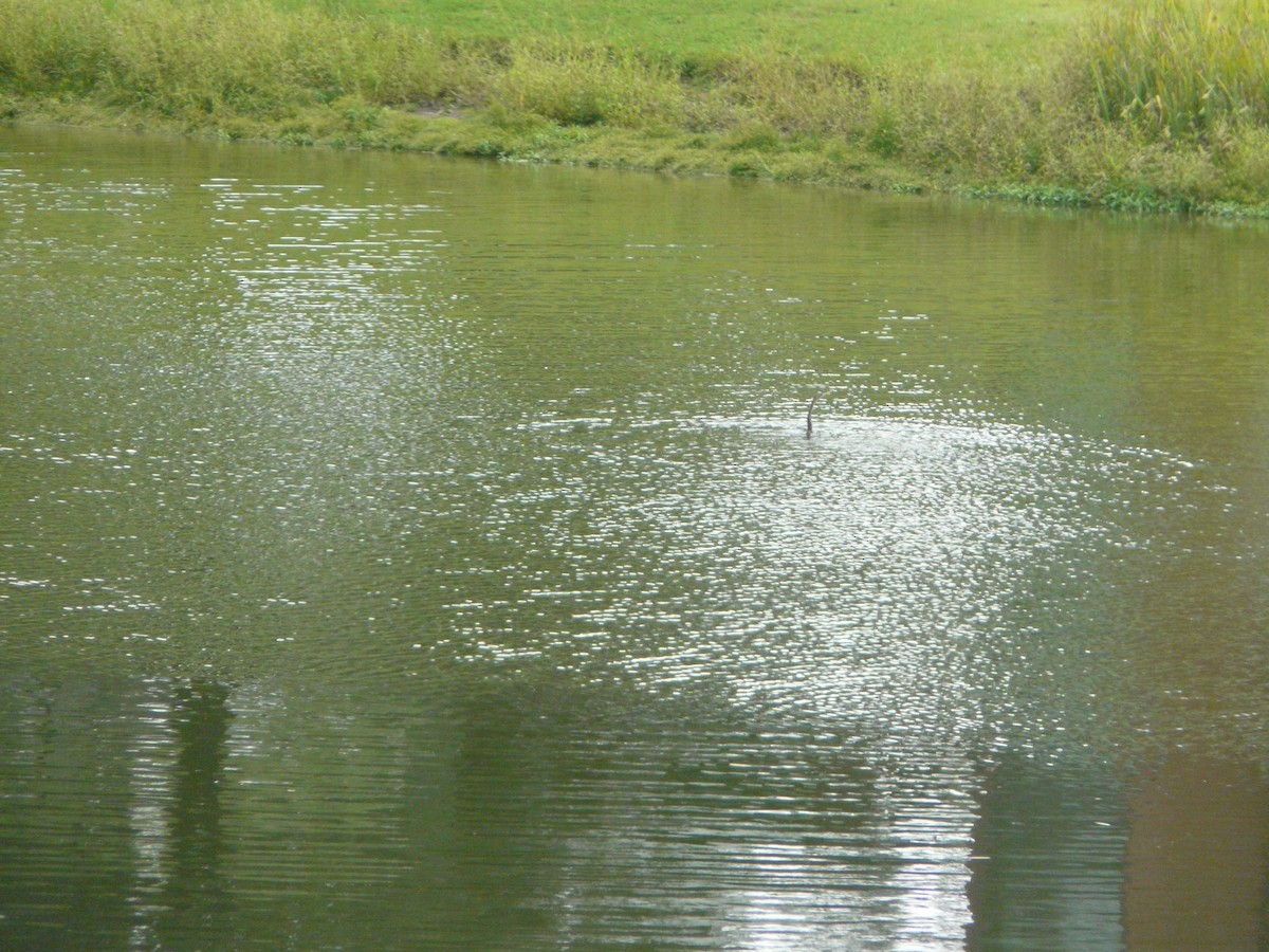 Anhinga - ML245530951
