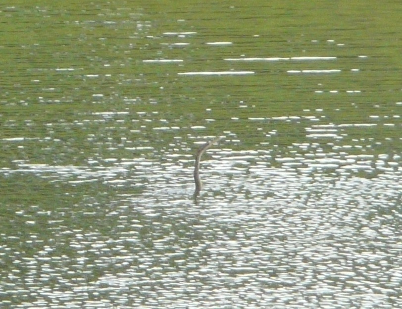Anhinga - ML245531011