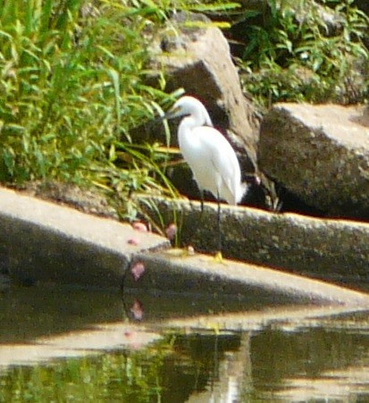 Snowy Egret - ML245531031