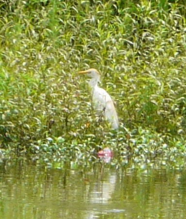 Western Cattle-Egret - ML245531101