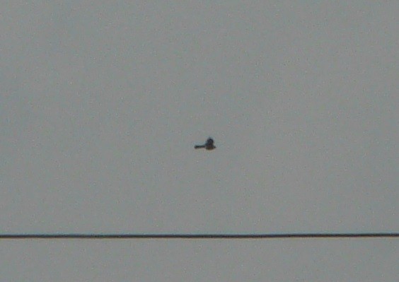 Mississippi Kite - ML245531121