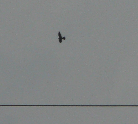 Mississippi Kite - ML245531131