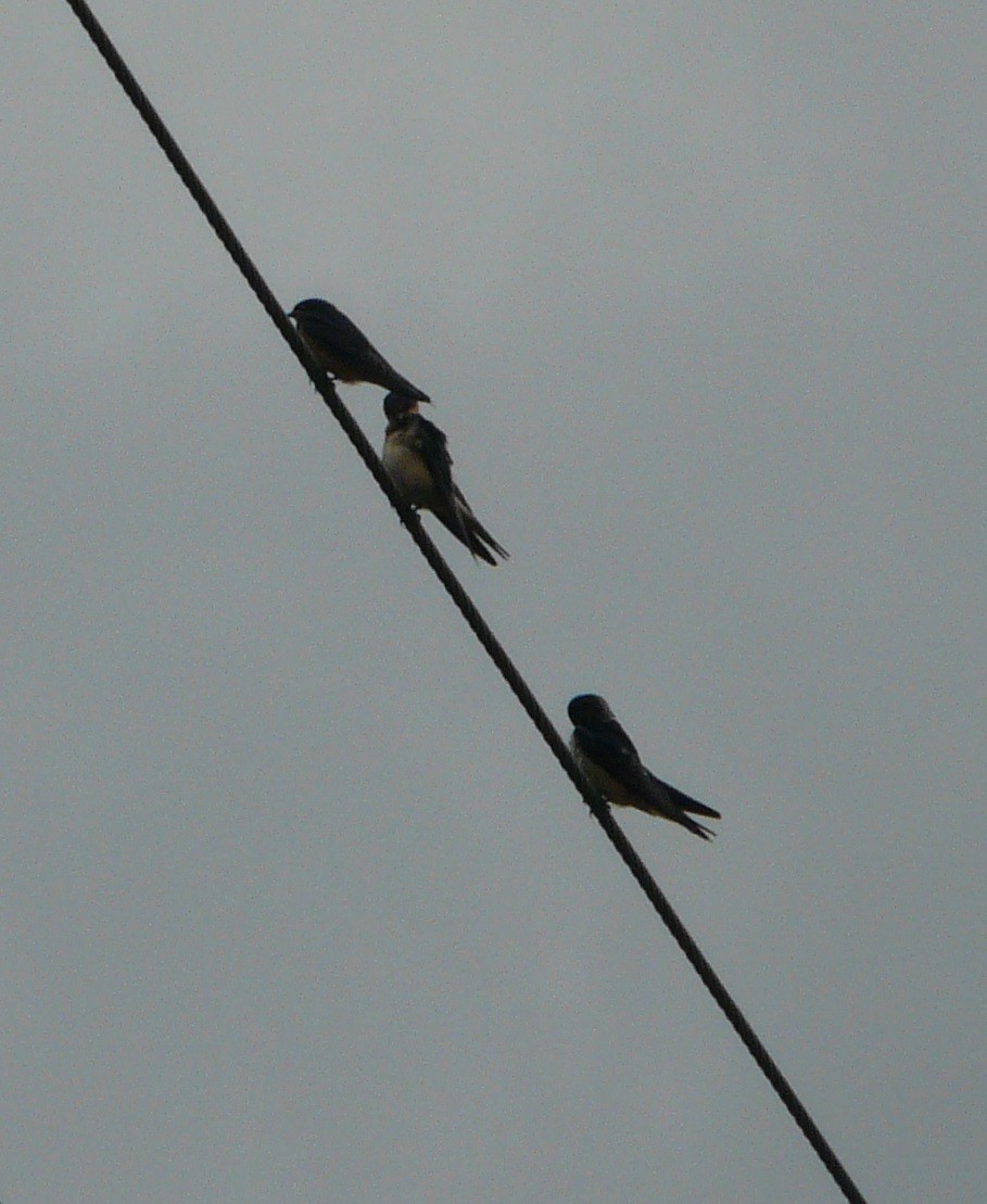 Barn Swallow (American) - ML245531171