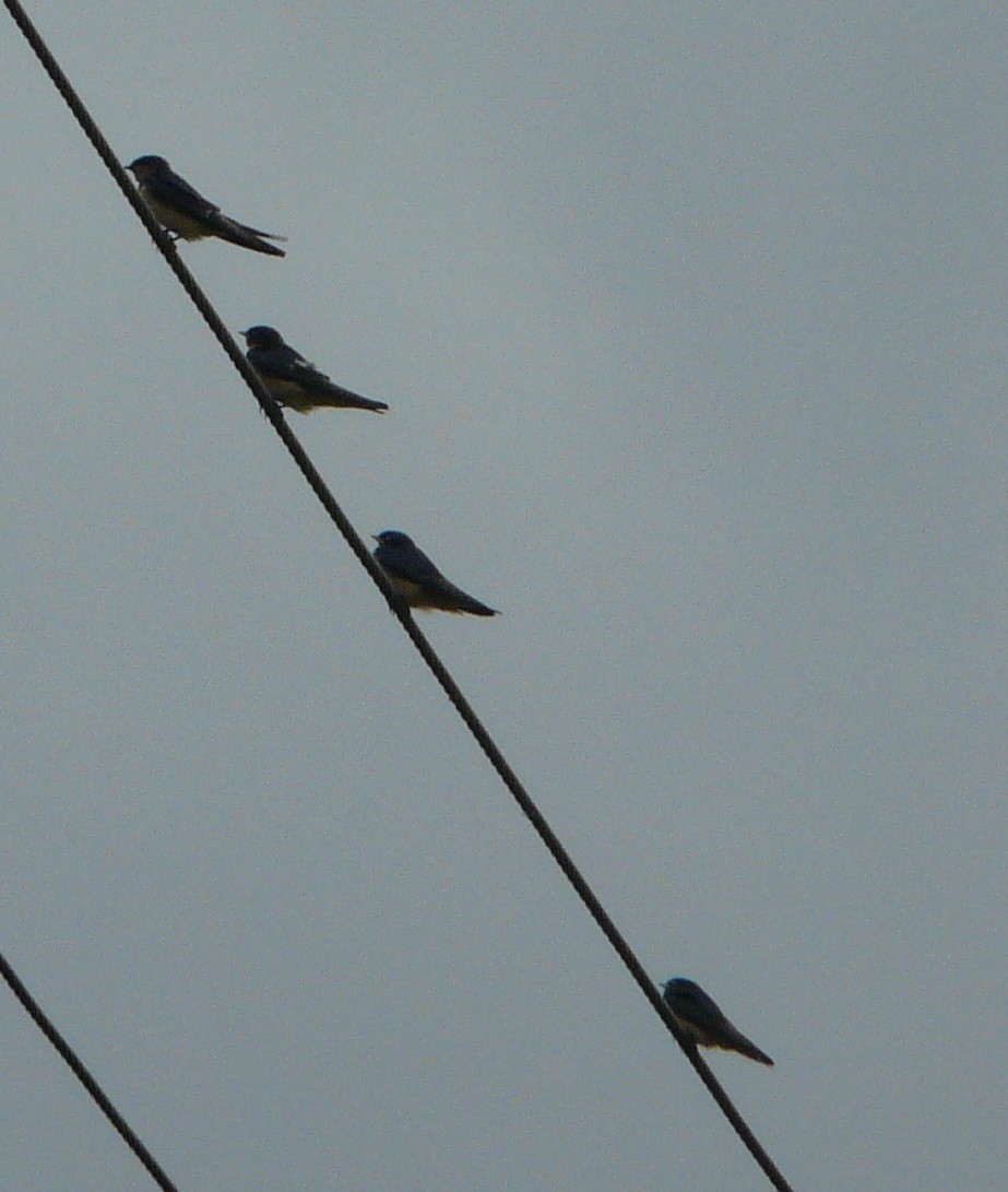 Barn Swallow (American) - ML245531181